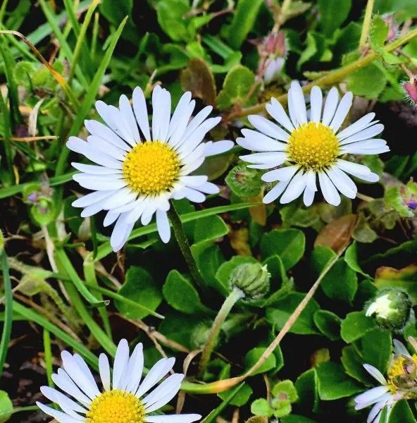 Frühlingserwachen